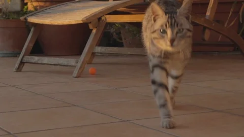 Cat Puppy Playing with a Ball Stock Footage 89776328