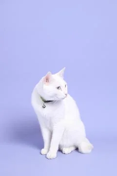 Cat in Purple Stock Photos