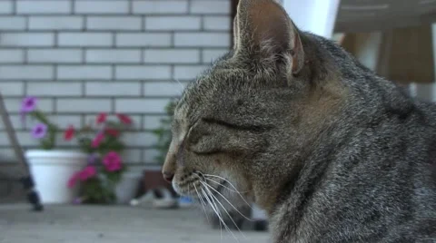 Cat purring and sleeping on concrete Stock Footage 41066742