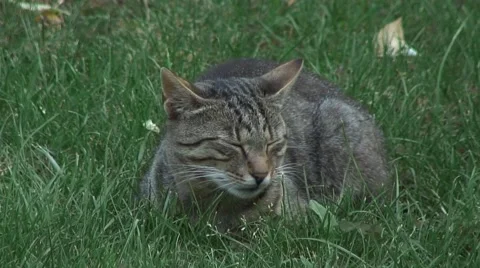 Cat purring and sleeping in the grass 스톡 동영상 41065794