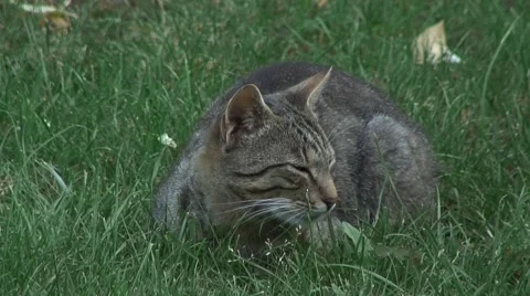 Cat purring and sleeping in the grass 스톡 동영상 41066265