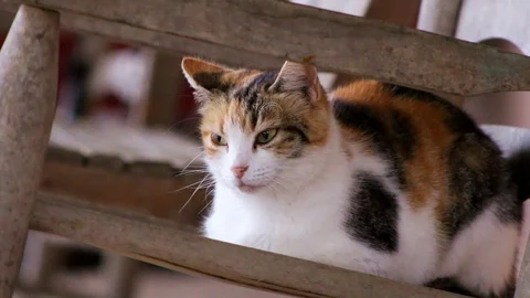 Cat purring in a chair Stockbeeldmateriaal 105592113