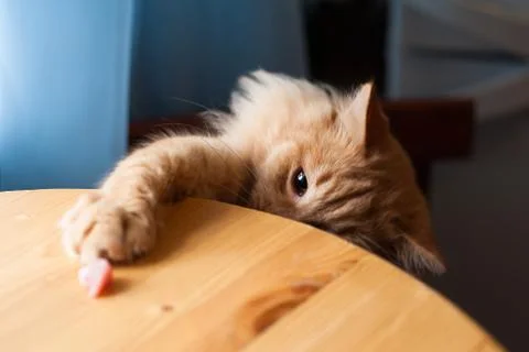 Cat put its paws Stock Photos