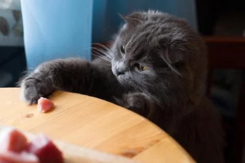 Cat put its paws Stock Photos