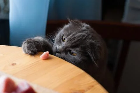 Cat put its paws Stock Photos