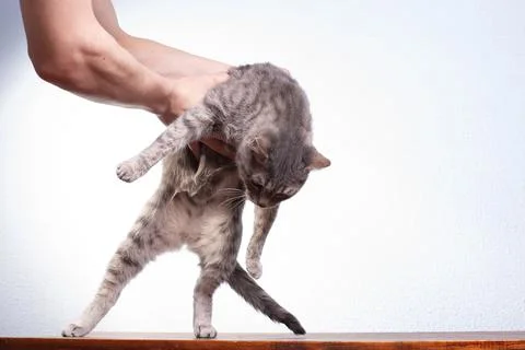 The cat is put on the table with his hands Stock Photos