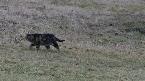 Cat puts mark on a meadow Stock Footage 292875760