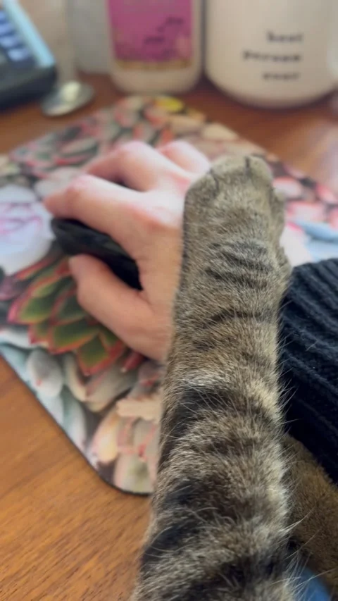 Cat Puts Pause On Computer Work, Eaton Rapids, Michigan, USA - 26 Mar 2025 Stock Footage 305503955