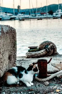 The cat is on the quay. Stock Photos