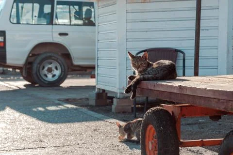 The cat is on the quay. Stock Photos
