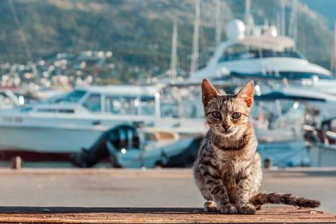 The cat is on the quay. Stock Photos