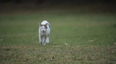 Cat quick runs on the camera in the grass Stock Footage 58195497