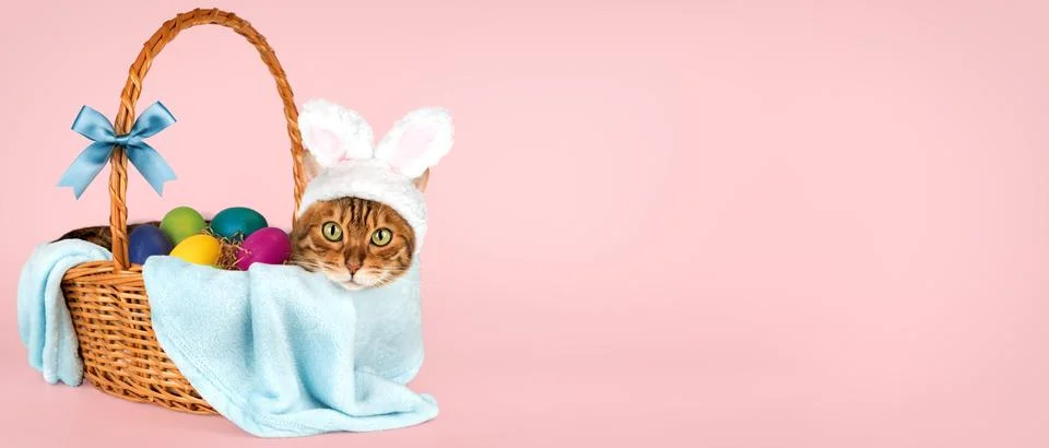 Cat with rabbit ears in basket with easter eggs Stock Photos