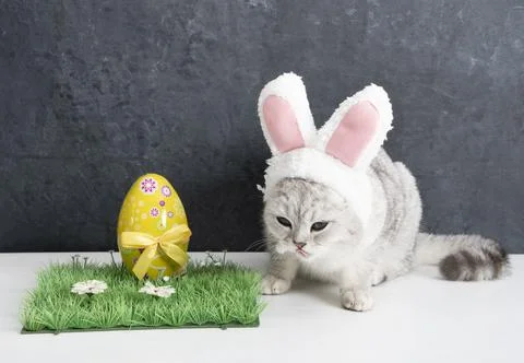 Cat with rabbit ears, easter bunny and yellow egg on green grass Stock Photos