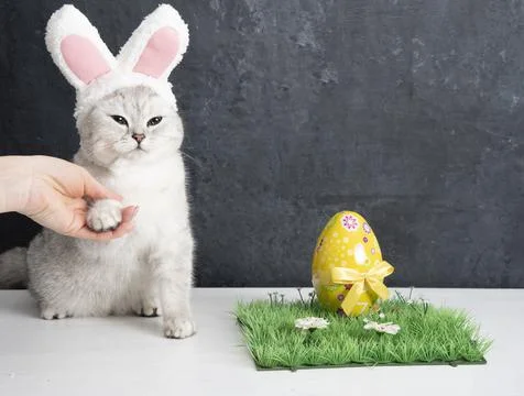 Cat with rabbit ears, easter bunny and yellow egg on green grass Stock Photos