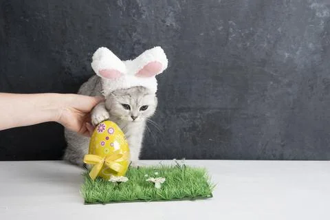 Cat with rabbit ears, easter bunny and yellow egg on green grass Stock Photos