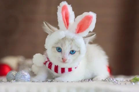 The cat in rabbit ears. A kitten in a rabbit costume. Stock Photos