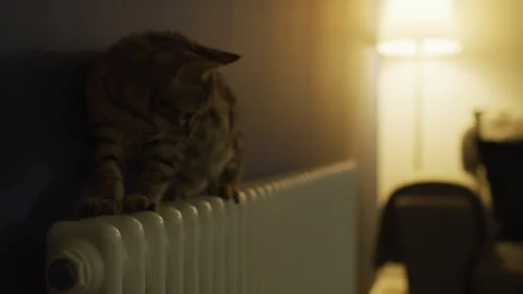 Cat on a radiator Stock Footage 260337910