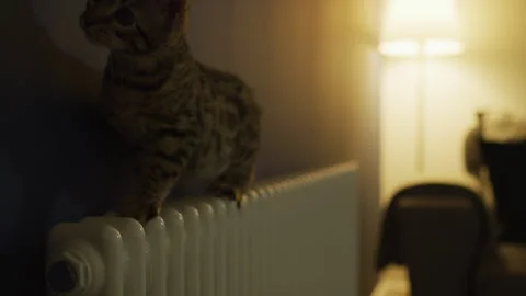 Cat on a radiator Stock Footage 260339451