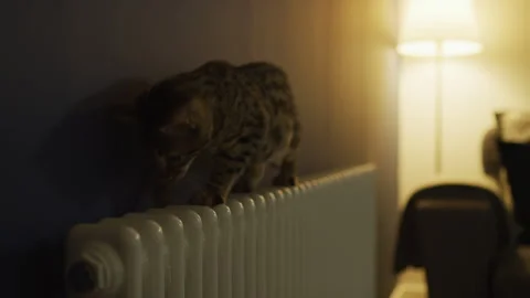 Cat on a radiator Stock Footage 260340131