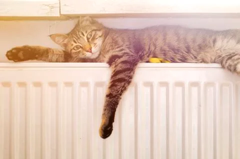Cat on a radiator Stock Photos