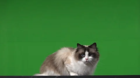 Cat rag doll green screen Stock Footage 125866521