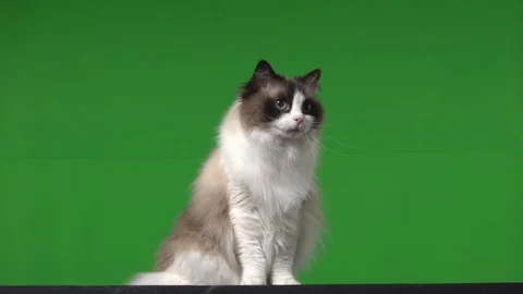 Cat rag doll green screen Stock Footage 125866549