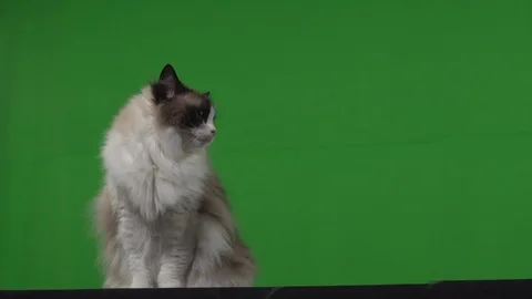 Cat rag doll green screen Stock Footage 125866969
