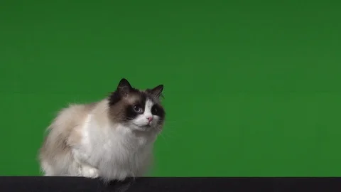 Cat rag doll green screen Stock Footage 125867078