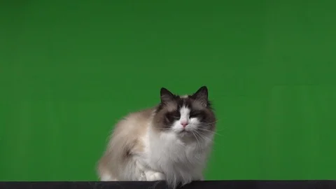 Cat rag doll green screen Stock Footage 125867112