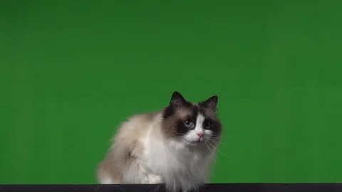 Cat rag doll green screen Stock Footage 125867148