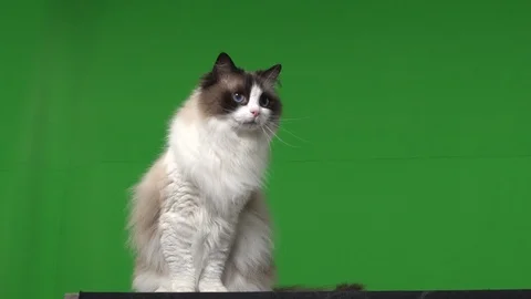 Cat rag doll green screen Stock Footage 125867150