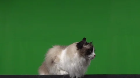 Cat rag doll green screen Stock Footage 125867193