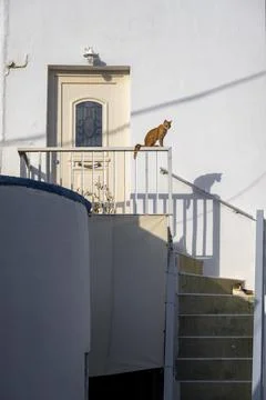 Cat on a railing shadow on the house wall old town of Parikia Paros Cyclades Stock-Fotos