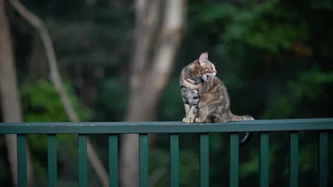 A cat on a railing washes her face and sniffing air. Stock Footage 131364726