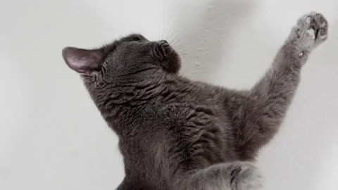 A cat with raised paws. Video stock 148017855