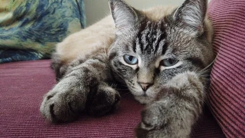 Cat raises eyebrows Vídeos de archivo 118469018