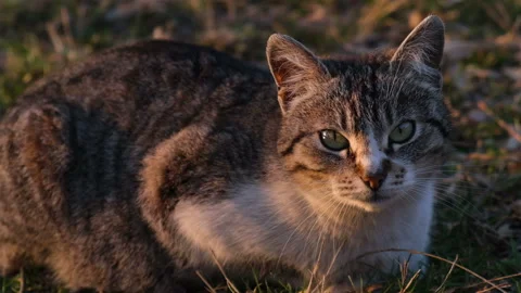 Cat raising its head and attentively listening and looking into the camera Stock Footage 105954518