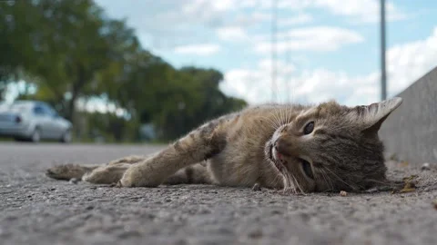 dead cat on road