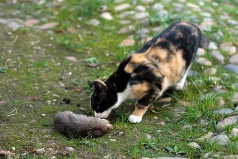 Cat with a rat Stock Photos