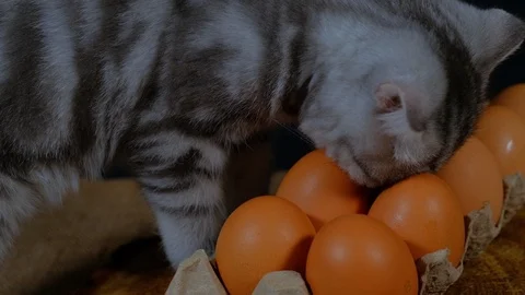 Cat raw eggs in a carton Stock Footage 124750355