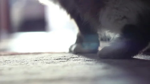 Cat in the rays of the setting sun Stock Footage 64161860