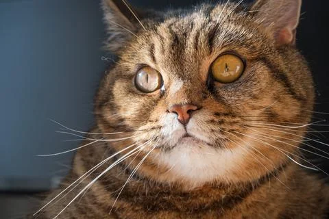 Cat with rays from the sun close-up. Cat's face. Stock Photos