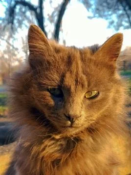 Cat in the rays of sunset Stock Photos