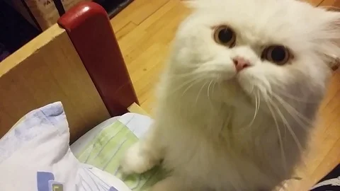 Cat Reaching for the Camera Stock Footage 98180146