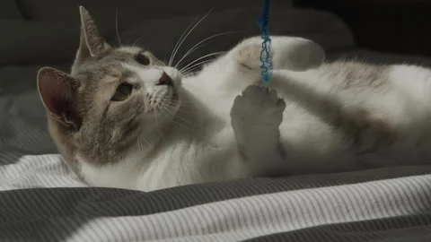 Cat reaching to catch blue toy Stock Footage 334368430