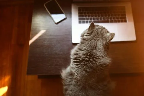 Cat is reaching to the computer on the table Stock Photos