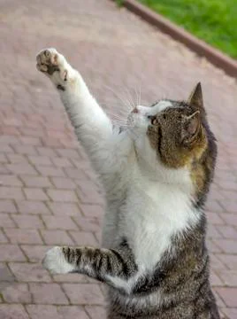 Cat reaching up Stock Photos