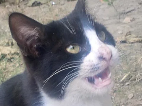 Cat reacting  Stock Photos