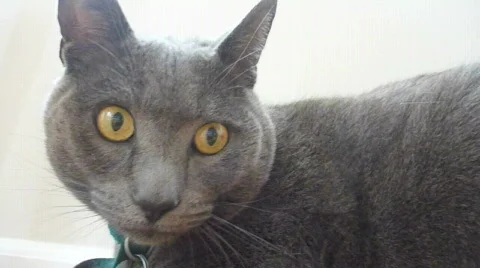 Cat Reaction Stock Footage 701323